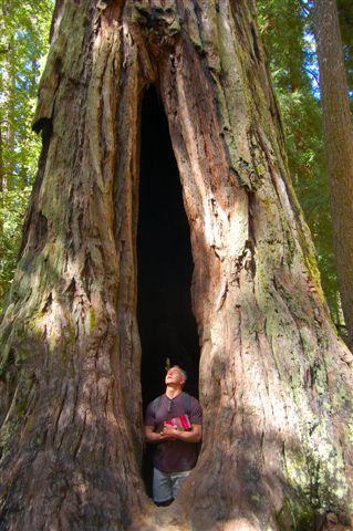 A beautiful redwood tree