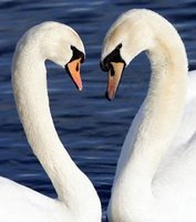 swans in love kissing